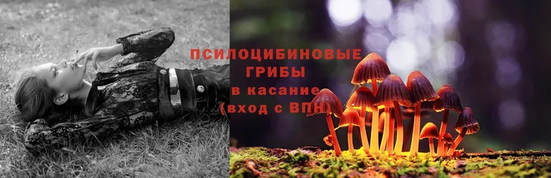 Галлюциногенные грибы Magic Shrooms  Дедовск 